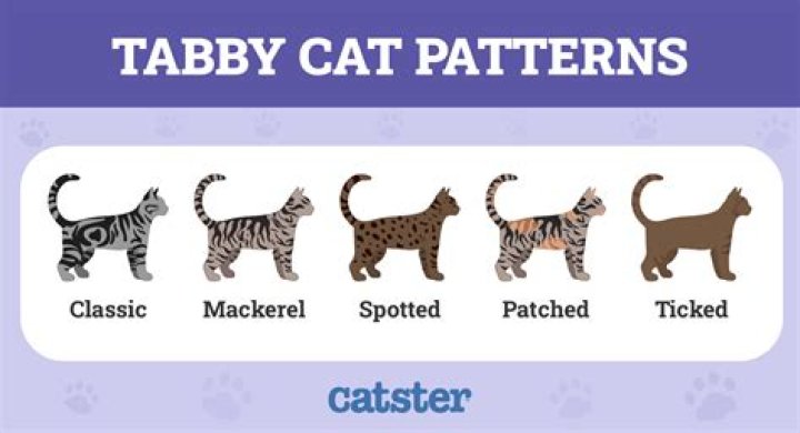 150+ Tabby Cat Names For Your Cute Kitty