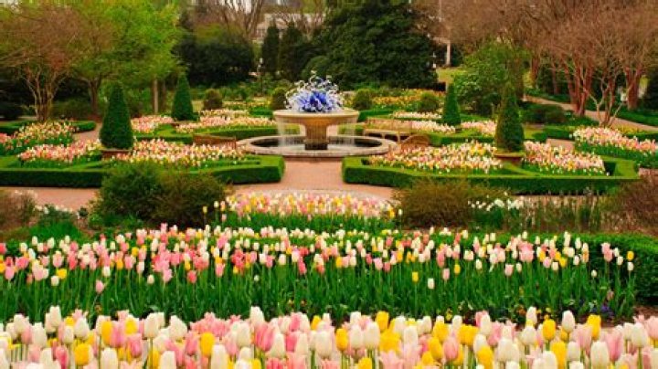 How did Violet Flowergarden die? All we know